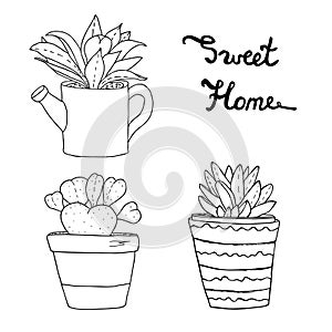 Succulents, cactuses, plants in flower pots